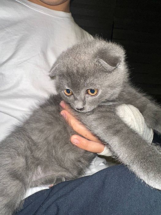 Котик Skitish Fold мальчик