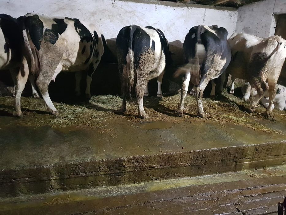 Vând 50vacii rasa Hollstein