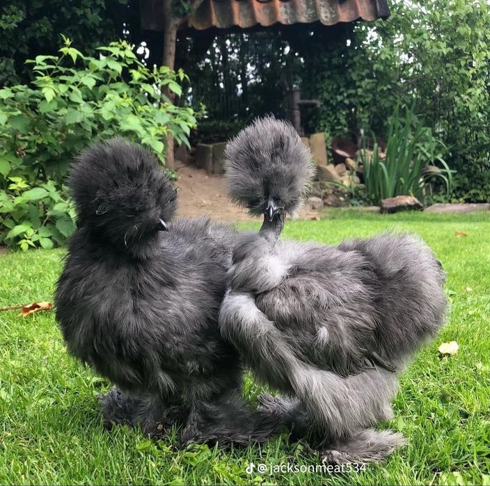 Американский шолк жужалар бор 2 хафталик ва каттарок