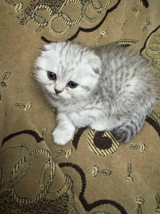 Скоттиш Фолд Чистокровные