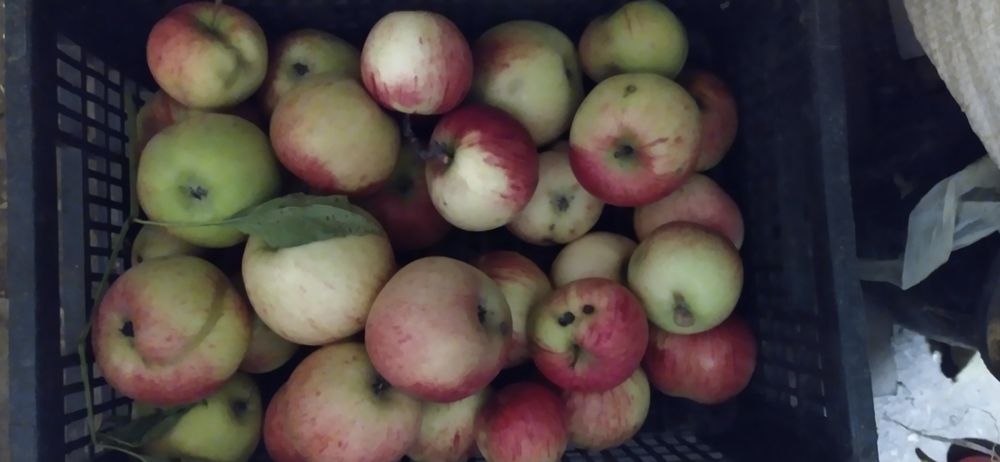 Ябълки екологично чисти