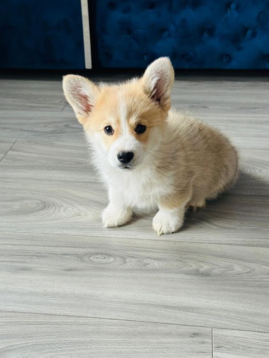 Welsh corgi pembroke