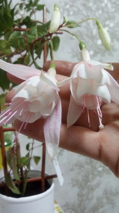 Продам Фуксию AnnaBell