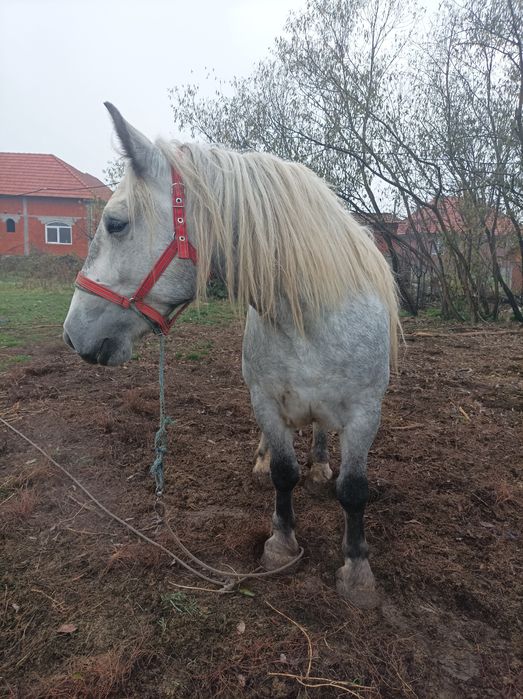 Iapa de vânzare *!!