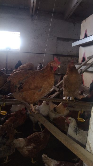 Ломан браун, Кучинские