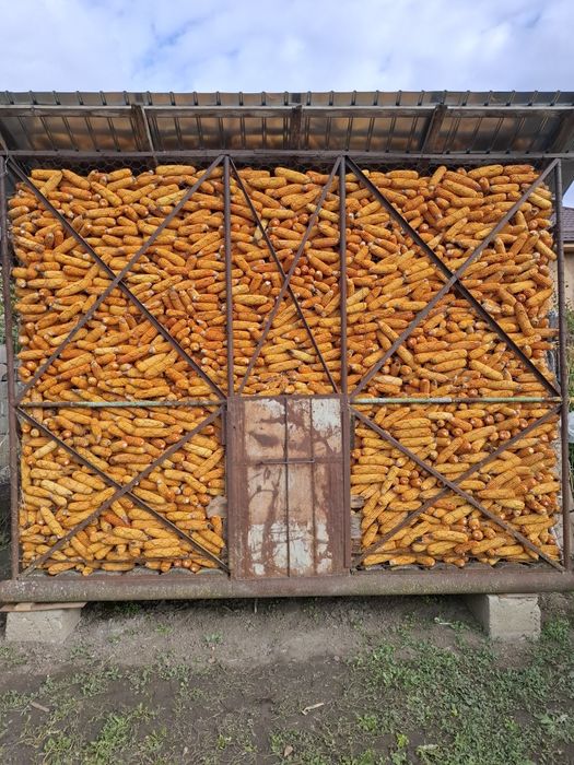 Porumb stiuleti producție 2025