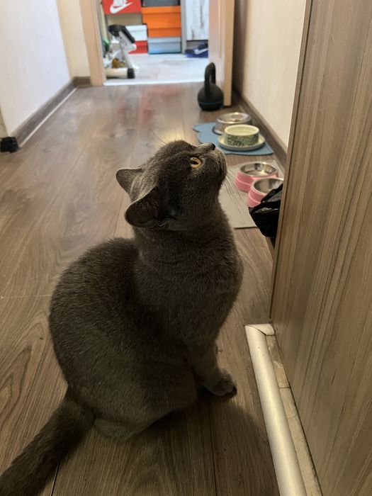 Сладка пухкава британка