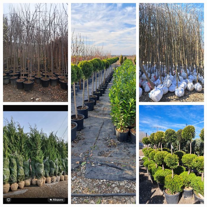 Vindem Stejar Carpin mesteacan fag lemn cainesc etc