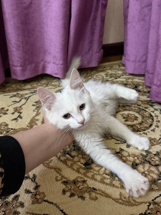 Turetski angora sotiladi srochna