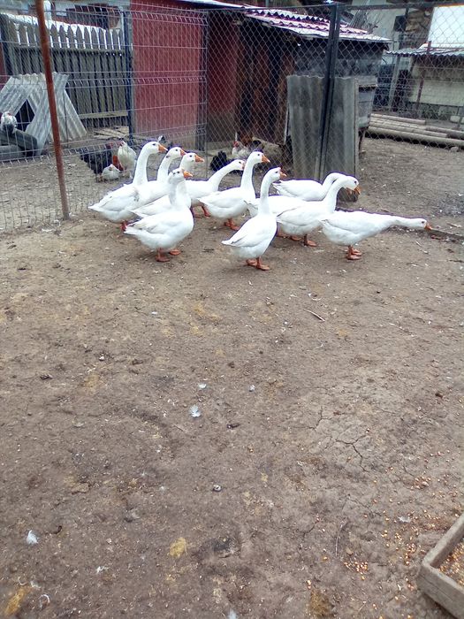 Vând 10 Gâște, 120lei buc