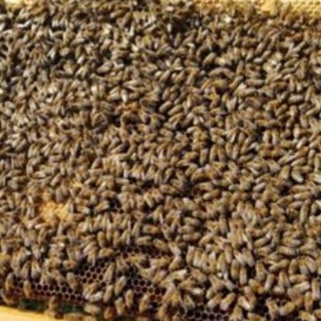 Vand roi albine în mai 2024.