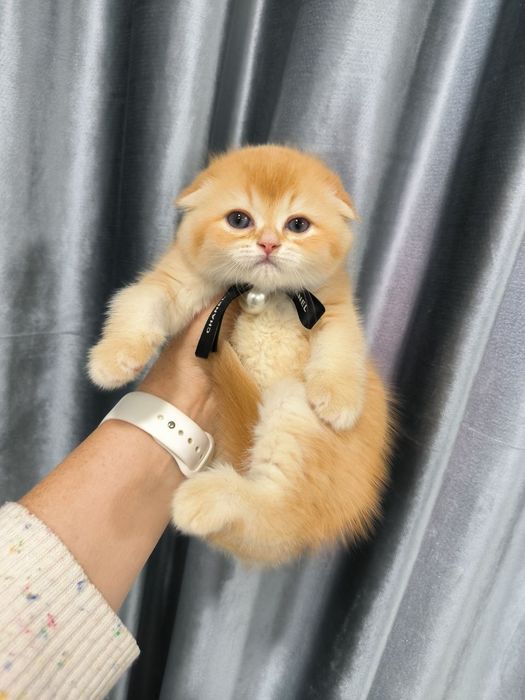 Продается Скоттиш фолд
