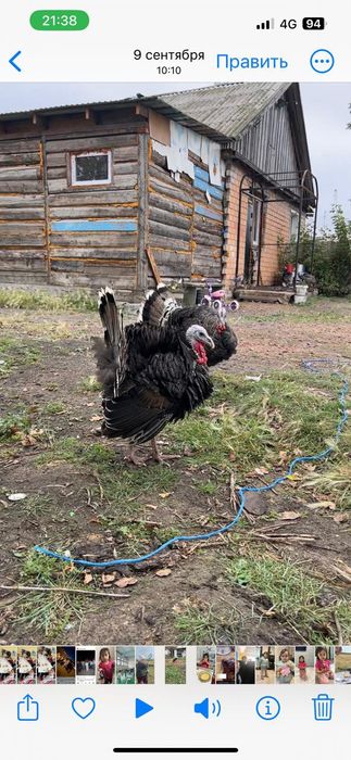 Продам индюков самцы