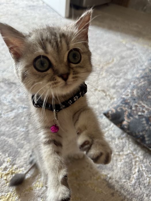 Britaniski Shinshila sotiladi zoti toza narxalani kelishamz