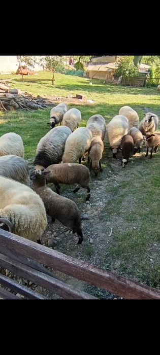 Vand 11 oi si un berbec