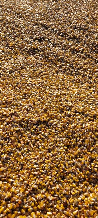 Vand ORZOAICA si Porumb