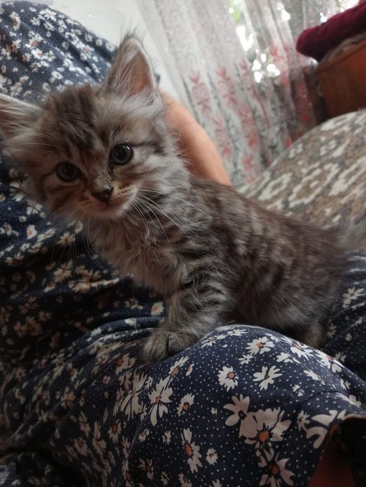 Отдам катят в добрые руки