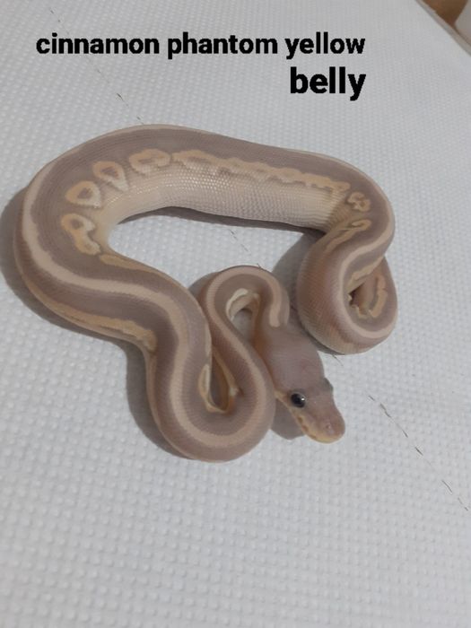 Ball Pythons pui