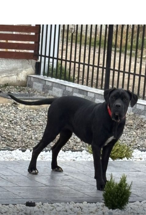 Catelusa de Cane Corso