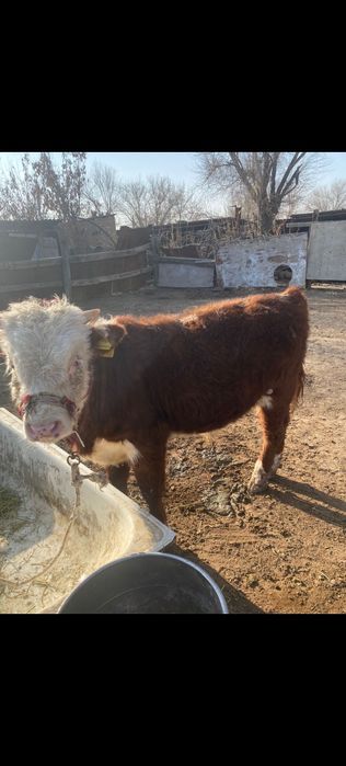 Бычок сатылады. Тамды ауылында тұр