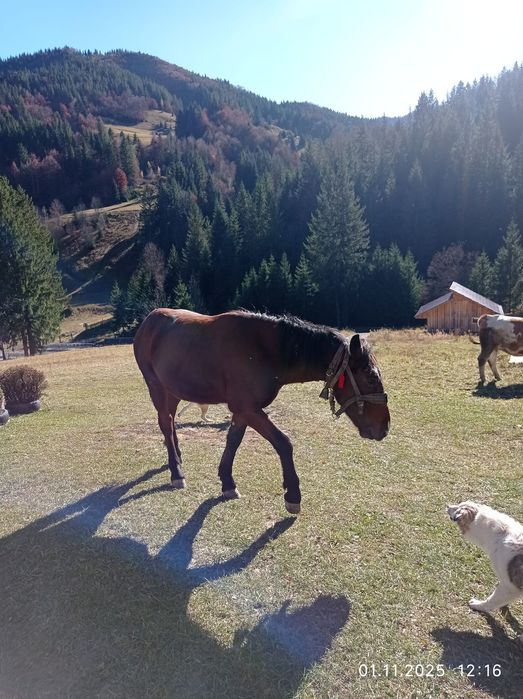 Mânzul manzul are 1 an si 6 luni