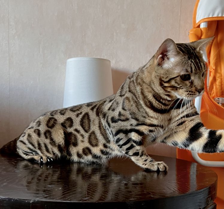 Бенгалски котенца с родословие !