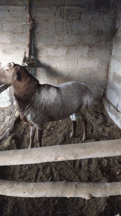 Arashan qo'chqor