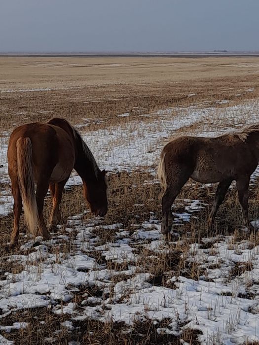Продам лошадей недорого
