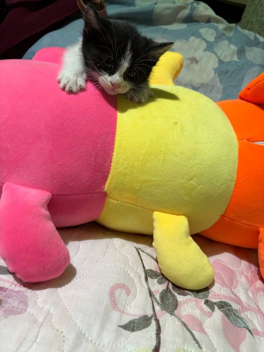 Котята домашние ласковые