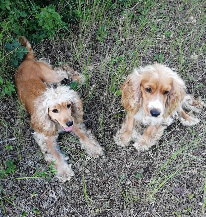 Кучета за трюфели