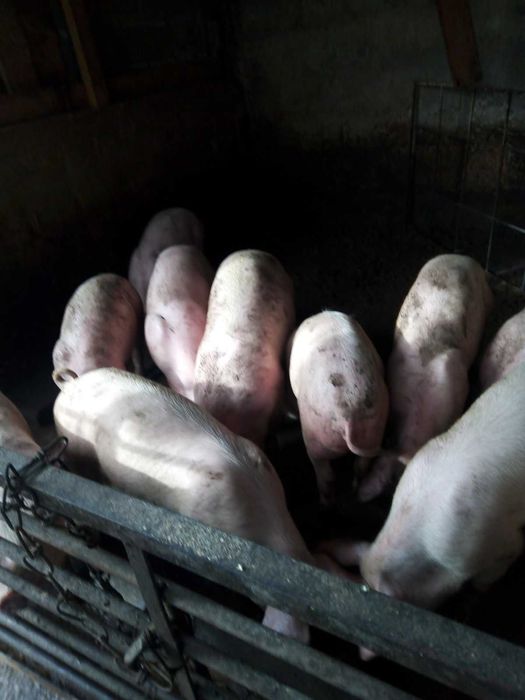 Продавам домашни прасета