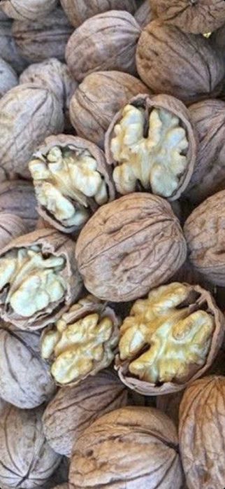 Afin Duke.Aluni micorizati.Nuci altoiti.Ciresi/Gisella Paulownia.Prun