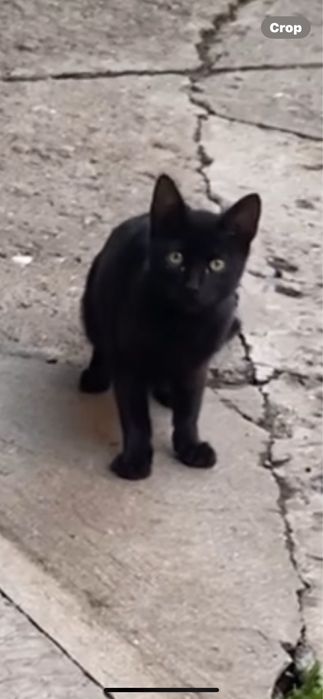 pisica jucausa pentru adoptie