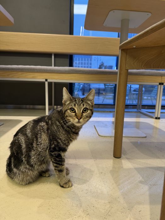 Отдам котенка в добрые руки.