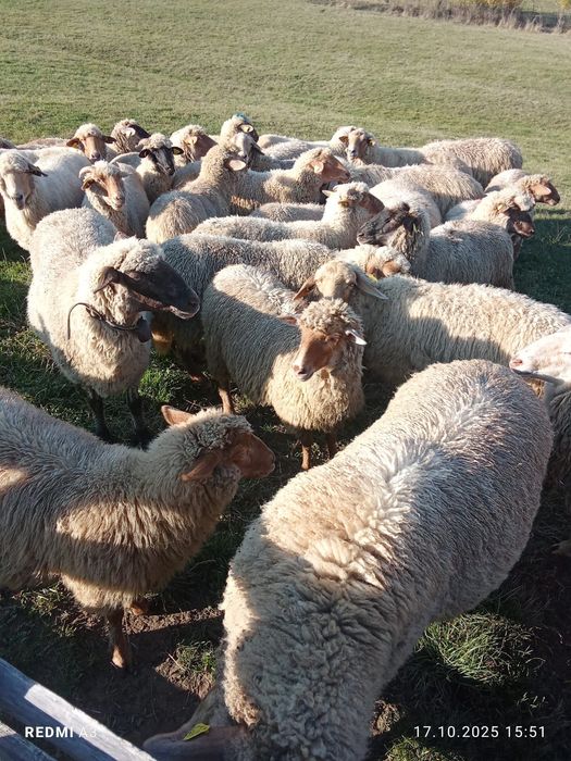 Oi de vânzare   …