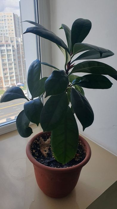 Фикус каучуконосный