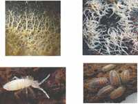 Culturi hrană: Banana worms, grindal worms, springtails, drosophila