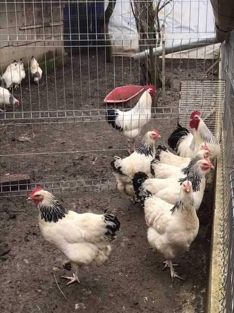 Vînd ouă de incubat Sussex herminat 5 lei/bucata
