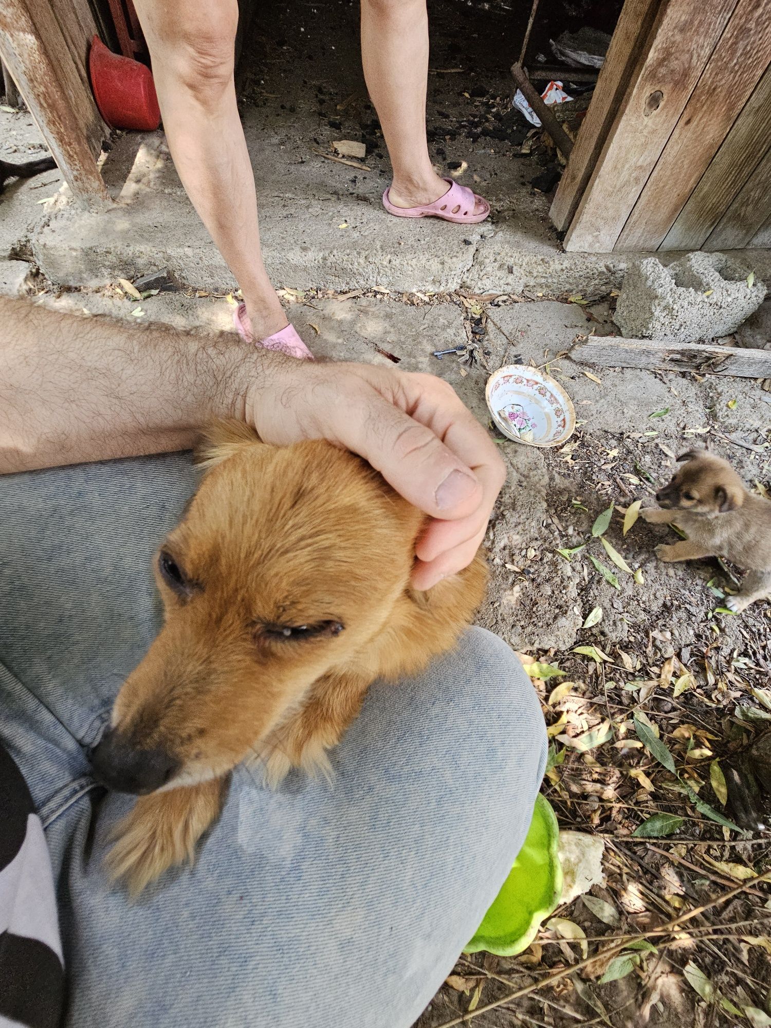 Adopție cățelușa, talie mică, metis de pechinez