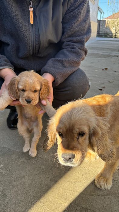 Продам щенка Английски кокер спаниель