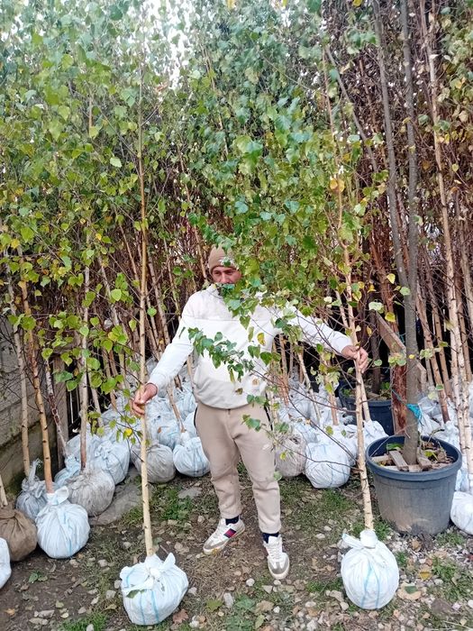 Vând mesteacăn alb ornamental diferite dimensiuni