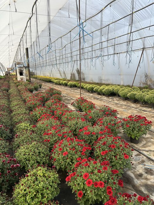 Crizanteme in ghiveci