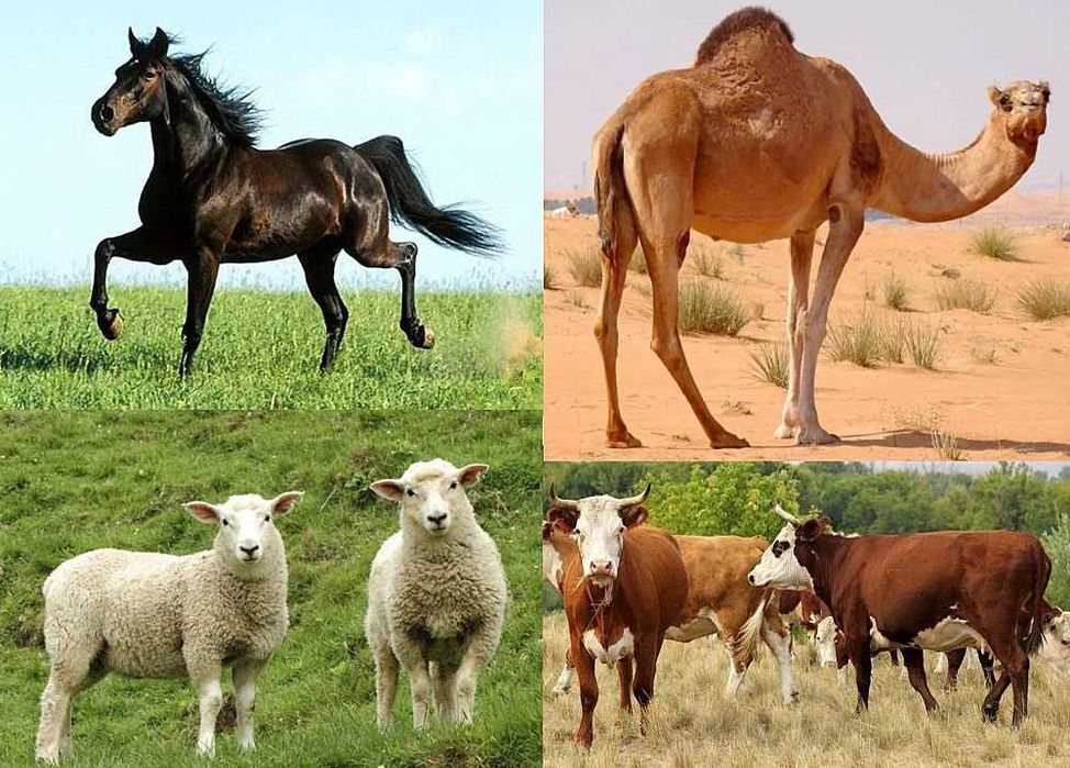 Қой, жылқы, сиыр, түйе малдарын сойып береміз