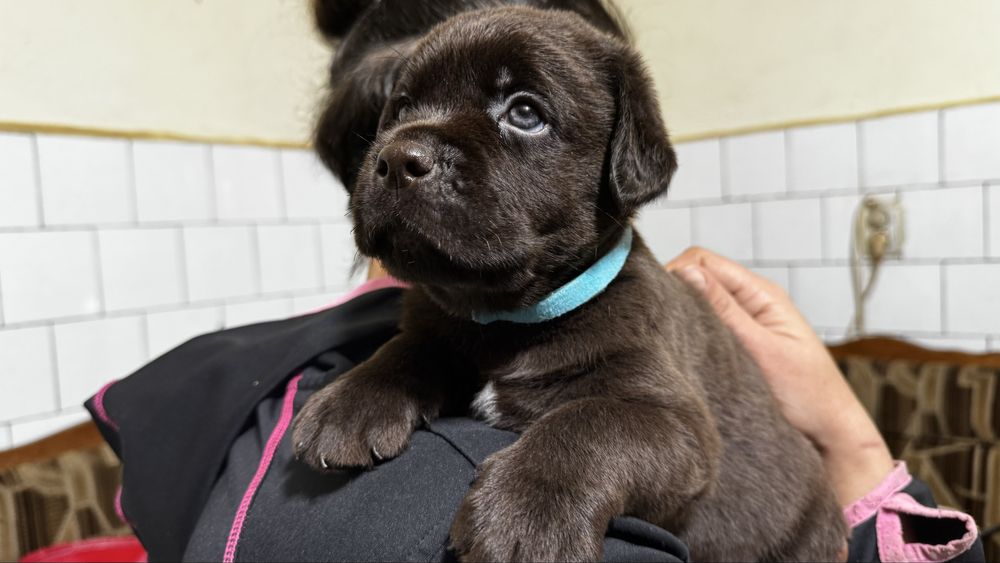 Pui Labrador Retriever