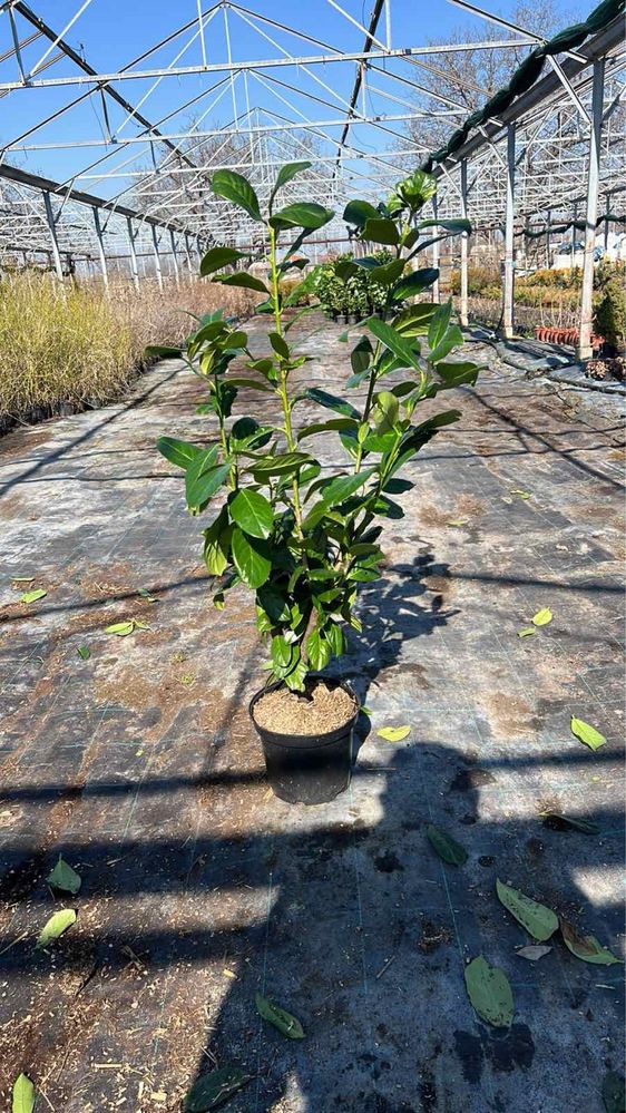 Продавам купресо кипарис Лейланди, (Cupr. Leylandii) ПРОИЗВОДИТЕЛ !!!