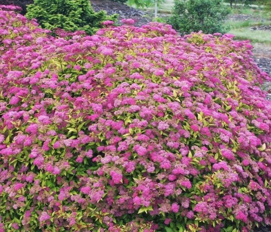 Spirea Bumalda Spirea Bumalda roșie (floare mov