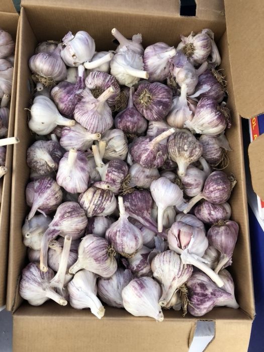 Usturoi de consun si plantat