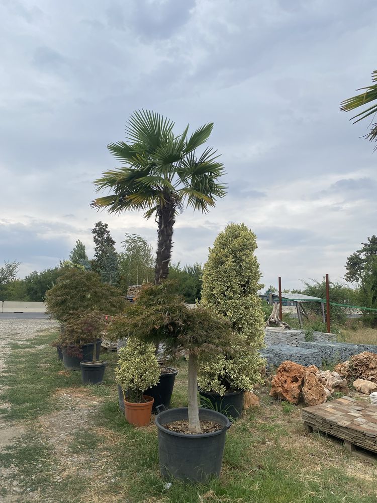 Gazon rulou sistem de irigare automatizat plante ornamentale