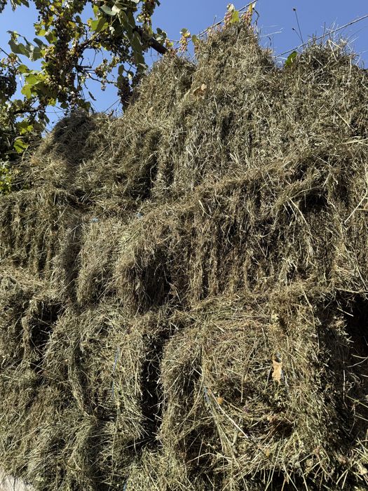 Vand baloti de otava 2025