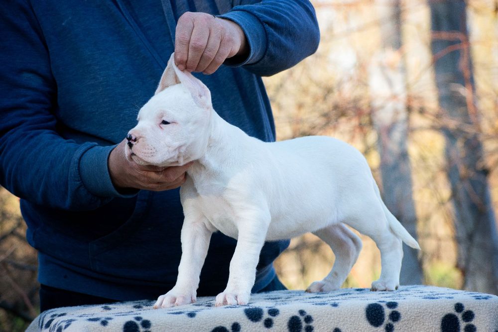 Dogo Argentino Femela 6 săptămâni